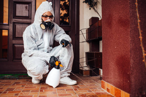 Attic and Crawl Space Rodent Treatment in Fort Ashby